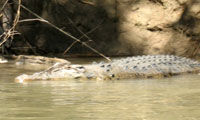 See Crocodiles on the Daly River