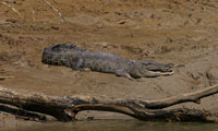 View the crocodiles in NT on the Daly River